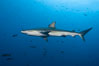 Galapagos shark. Wolf Island, Galapagos Islands, Ecuador. Image #16243