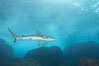 Galapagos shark. Wolf Island, Galapagos Islands, Ecuador. Image #16244