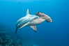 Scalloped hammerhead shark swims over a reef in the Galapagos Islands.  The hammerheads eyes and other sensor organs are placed far apart on its wide head to give the shark greater ability to sense the location of prey. Wolf Island, Ecuador. Image #16246