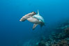 Scalloped hammerhead shark. Wolf Island, Galapagos Islands, Ecuador