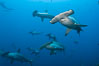 Hammerhead sharks swim in a school underwater at Wolf Island in the Galapagos archipelago.  The hammerheads eyes and other sensor organs are placed far apart on its wide head to give the shark greater ability to sense the location of prey. Galapagos Islands, Ecuador. Image #16271
