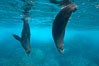 Galapagos fur seals,  Darwin Island. Galapagos Islands, Ecuador. Image #16313