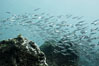 Schooling fish, black and white / grainy. Isla Lobos, Galapagos Islands, Ecuador. Image #16370