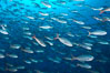 Pacific creolefish form immense schools and are a source of food for predatory fishes. Darwin Island, Galapagos Islands, Ecuador. Image #16434