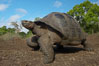 Galapagos tortoise, Santa Cruz Island species, highlands of Santa Cruz island. Galapagos Islands, Ecuador. Image #16479