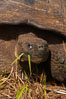 Galapagos tortoise, Santa Cruz Island species, highlands of Santa Cruz island. Galapagos Islands, Ecuador. Image #16481