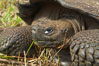 Galapagos tortoise, Santa Cruz Island species, highlands of Santa Cruz island. Galapagos Islands, Ecuador. Image #16483