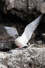 Swallow-tailed gull, mating, male on top, female just visible below. Wolf Island, Galapagos Islands, Ecuador. Image #16591