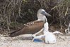 Blue-footed booby adult and chick. North Seymour Island, Galapagos Islands, Ecuador. Image #16659