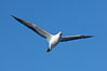 Red-footed booby, white-morph form that is similar in appearance to the Nazca booby, pink beak edge are diagnostic, in flight. Wolf Island, Galapagos Islands, Ecuador. Image #16684