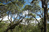 Scalesia forest, highlands of Santa Cruz Island near Twin Craters. Galapagos Islands, Ecuador. Image #16700