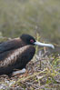 Great frigatebird, adult female with chick (just visible), at the nest. North Seymour Island. Galapagos Islands, Ecuador. Image #16713