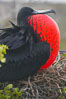 Magnificent frigatebird, adult male on nest, with throat pouch inflated, a courtship display to attract females. North Seymour Island, Galapagos Islands, Ecuador. Image #16725