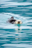 Sea otter. Resurrection Bay, Kenai Fjords National Park, Alaska, USA. Image #16939
