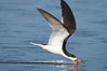 Black skimmer forages by flying over shallow water with its lower mandible dipping below the surface for small fish. San Diego Bay National Wildlife Refuge, California, USA. Image #17419