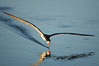 Black skimmer forages by flying over shallow water with its lower mandible dipping below the surface for small fish. San Diego Bay National Wildlife Refuge, California, USA. Image #17420