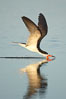 Black skimmer forages by flying over shallow water with its lower mandible dipping below the surface for small fish. San Diego Bay National Wildlife Refuge, California, USA. Image #17421