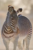 Grevys zebra. Image #17961