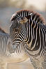 Grevys zebra. Image #17963