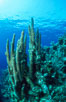 Pillar coral. Roatan, Honduras. Image #18503