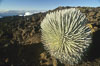 Haleakala silversword plant, endemic to the Haleakala volcano crater area above 6800 foot elevation. Maui, Hawaii, USA. Image #18506