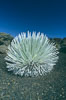 Haleakala silversword plant, endemic to the Haleakala volcano crater area above 6800 foot elevation. Maui, Hawaii, USA. Image #18508