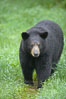 Black bear walking in a grassy meadow.  Black bears can live 25 years or more, and range in color from deepest black to chocolate and cinnamon brown.  Adult males typically weigh up to 600 pounds.  Adult females weight up to 400 pounds and reach sexual maturity at 3 or 4 years of age.  Adults stand about 3' tall at the shoulder. Orr, Minnesota, USA. Image #18741