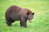Black bear walking in a grassy meadow.  Black bears can live 25 years or more, and range in color from deepest black to chocolate and cinnamon brown.  Adult males typically weigh up to 600 pounds.  Adult females weight up to 400 pounds and reach sexual maturity at 3 or 4 years of age.  Adults stand about 3' tall at the shoulder. Orr, Minnesota, USA. Image #18743