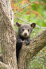 Black bear cub in a tree.  Mother bears will often send their cubs up into the safety of a tree if larger bears (who might seek to injure the cubs) are nearby.  Black bears have sharp claws and, in spite of their size, are expert tree climbers. Orr, Minnesota, USA. Image #18746