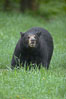 Black bear walking in a grassy meadow.  Black bears can live 25 years or more, and range in color from deepest black to chocolate and cinnamon brown.  Adult males typically weigh up to 600 pounds.  Adult females weight up to 400 pounds and reach sexual maturity at 3 or 4 years of age.  Adults stand about 3' tall at the shoulder. Orr, Minnesota, USA. Image #18749
