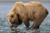 Coastal brown bear forages for razor clams in sand flats at extreme low tide.  Grizzly bear. Lake Clark National Park, Alaska, USA. Image #19140