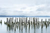Derelicts pilings, remnants of long abandoned piers. Columbia River, Astoria, Oregon, USA. Image #19385