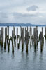 Derelict pilings, remnants of long abandoned piers. Columbia River, Astoria, Oregon, USA. Image #19386