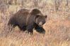 Grizzly bear, autumn, fall, brown grasses. Lamar Valley, Yellowstone National Park, Wyoming, USA. Image #19614