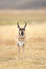 The Pronghorn antelope is the fastest North American land animal, capable of reaching speeds of up to 60 miles per hour. The pronghorns speed is its main defense against predators. Lamar Valley, Yellowstone National Park, Wyoming, USA. Image #19626