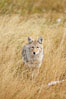 A coyote hunts for voles in tall grass, autumn. Yellowstone National Park, Wyoming, USA. Image #19651