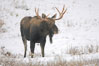 A male moose, bull moose, on snow covered field, near Cooke City. Yellowstone National Park, Wyoming, USA. Image #19680