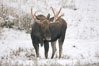 A male moose, bull moose, on snow covered field, near Cooke City. Yellowstone National Park, Wyoming, USA. Image #19681