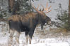 A male moose, bull moose, on snow covered field, near Cooke City. Yellowstone National Park, Wyoming, USA. Image #19682