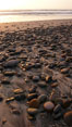 Cobblestones on a flat sand beach.  Cobble stones are polished round and smooth by years of wave energy.  They are alternately exposed and covered by sand depending on the tides, waves and seasons of the year.  Cobblestones are common on the beaches of southern California, contained in the sandstone bluffs along the beach and released onto the beach as the bluffs erode. Carlsbad, USA. Image #19807