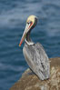 Brown pelican portrait, resting on sandstone cliffs beside the sea, winter mating plumage with distinctive dark brown nape and red gular throat pouch. La Jolla, California, USA. Image #20157