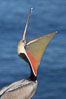 Brown pelican head throw.  During a bill throw, the pelican arches its neck back, lifting its large bill upward and stretching its throat pouch. La Jolla, California, USA. Image #20259