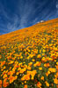California poppies cover the hillsides in bright orange, just months after the area was devastated by wildfires. Del Dios, San Diego, USA. Image #20499