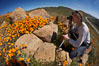 A photographer trains his camera on a bright orange bloom of California poppies. Elsinore, USA. Image #20504