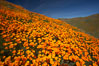 California poppies cover the hills in a brilliant springtime bloom. Elsinore, USA. Image #20518