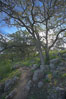 Oak tree and dirt walking path. Santa Rosa Plateau Ecological Reserve, Murrieta, California, USA. Image #20532