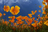 California poppy plants viewed from the perspective of a bug walking below the bright orange blooms. Del Dios, San Diego, USA. Image #20539