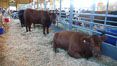 Cows in the livestock barn. Del Mar Fair, California, USA. Image #20858