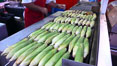 Grilled corn, corn cobs. Del Mar Fair, California, USA. Image #20863