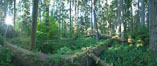 Cathedral Grove panorama, showing tall old-growth Douglas Fir trees. Cathedral Grove is home to huge, ancient, old-growth Douglas fir trees.  About 300 years ago a fire killed most of the trees in this grove, but a small number of trees survived and were the originators of what is now Cathedral Grove.  Western redcedar trees grow in adundance in the understory below the taller Douglas fir trees. MacMillan Provincial Park, Vancouver Island, British Columbia, Canada. Image #21023